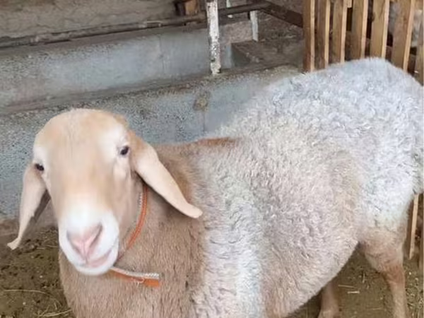 Beran, Ovce