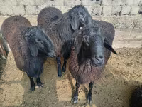 Widder, Rhon sheep — Foto 3