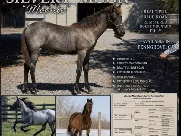 Klisna, Rocky Mountain Horse