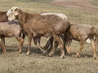 Widder, Hissar sheep — Foto 6