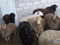 Sheep, Sheep — photo 3