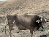 गाय, Ukrainian Brown Dairy Cattle — फ़ोटो 4
