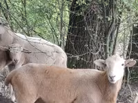 Widder, Katum sheep — Foto 1
