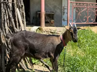 பெண் வெள்ளாடு, Nubian Goat — புகைப்படம் 1
