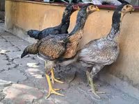 ஆஸ்திரேலியன் கேம் — புகைப்படம் 5