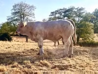 Toro, Charolais cattle — foto 1