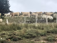 Krava, Aubrac cattle — foto 5