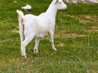 Koza, Kozy — foto 1