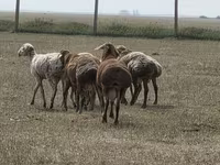 Widder, Hissar sheep — Foto 4