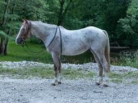 Yegua, Quarter Horse — foto 1