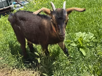 பெண் வெள்ளாடு, Nubian Goat — புகைப்படம் 2