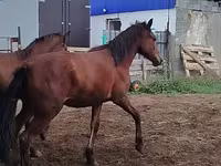 குதிரை, Horse breed — புகைப்படம் 5