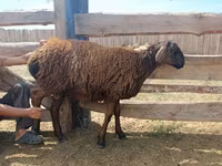كبش, Edilbay sheep — الصورة 7