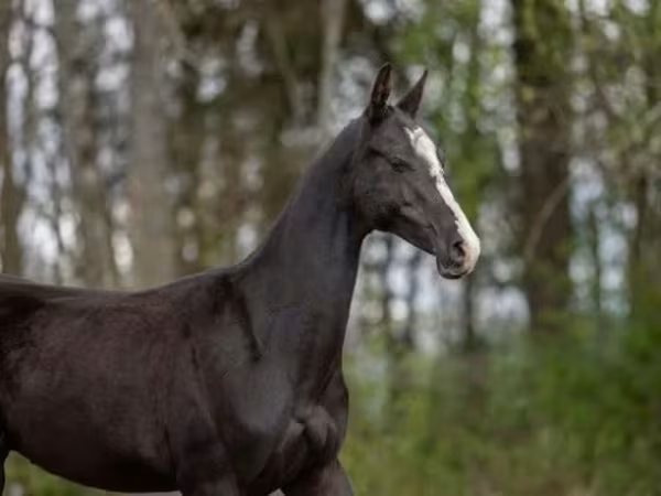 Kůň, Akhal-Teke