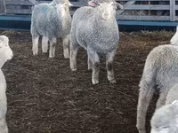 Schaf, Kuibyshev sheep — Foto 2