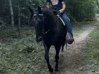 Kůň, French Trotter — foto 7
