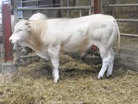 Bull, Blonde d’Aquitane cattle — photo 4