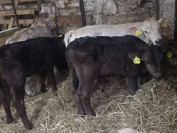 Bull, Simmental cattle