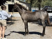 Mare, Rocky Mountain Horse — photo 3
