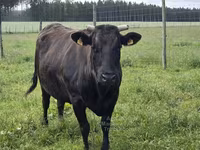 Cow, Wagyu — photo 3