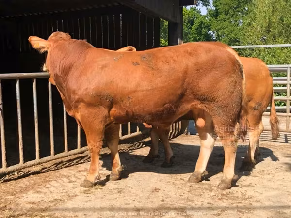 Limousin-Kuh