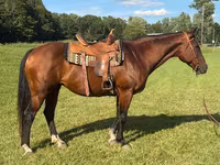 பெண் குதிரை, Quarter Horse — புகைப்படம் 1