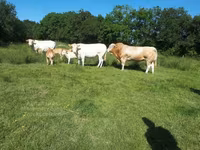 Býk, Blonde d’Aquitane cattle — foto 6