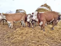 காளை, மாடுகள் — புகைப்படம் 4