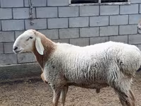 ஆண் ஆடு, Arashan sheep — புகைப்படம் 1