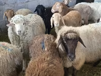 Sheep, Tian-Shan semifinewool sheep — photo 7