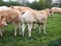 Býk, Blonde d’Aquitane cattle — foto 2