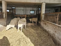 Krava, Charolais cattle — foto 6