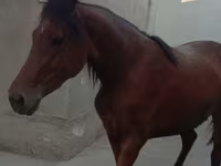 Stute, Anglo-Arabian — Foto 4