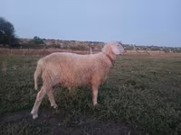 公羊, Assaf sheep — 照片 4