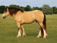 Caballo, Gypsy horse — foto 1