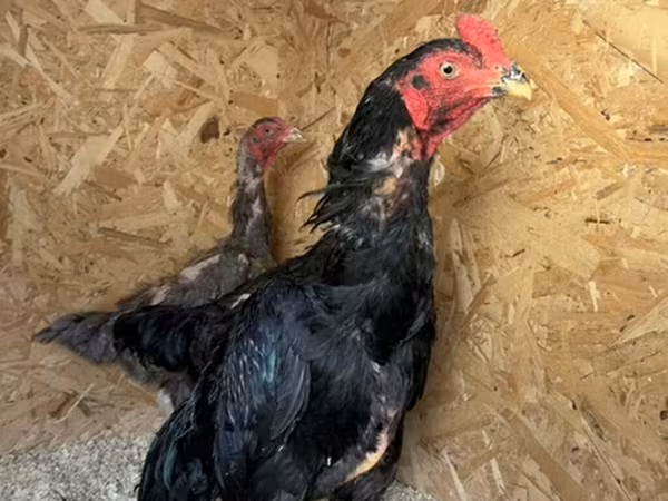 Chickens