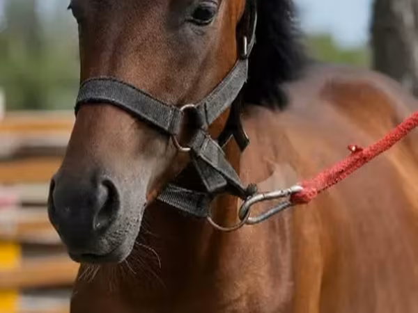 Hengst, Anglo-Arabian