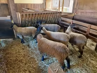 Oveja, Baerchuke sheep — foto 4