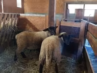 Oveja, Baerchuke sheep — foto 1