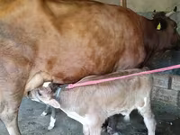 गाय, Red Estonian cattle — फ़ोटो 4
