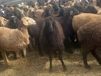 كبش, Edilbay sheep — الصورة 4