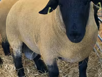 كبش, Dorper sheep — الصورة 1