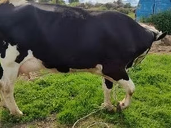 Holsteinras