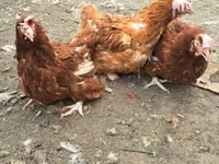 लोहमन ब्राउन — फ़ोटो 2