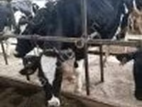 Krava, Swiss cattle — foto 3