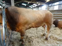 Bull, Partenaise cattle — photo 2