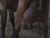 Koza, Czech Brown Shorthaired goats — foto 1