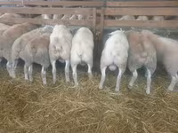 Oveja, Baerchuke sheep — foto 1