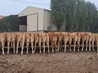 गाय, लिमोज़िन गाय — फ़ोटो 4