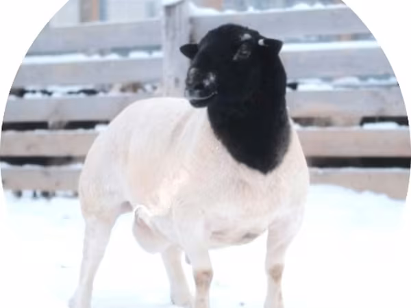 Widder, Dorper sheep